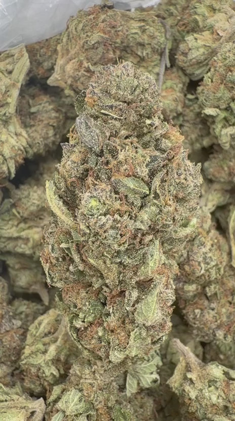 Grape Pie - Bulk - Indica