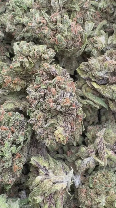 Hash Plant Minis - Bulk - Minis (Indica)