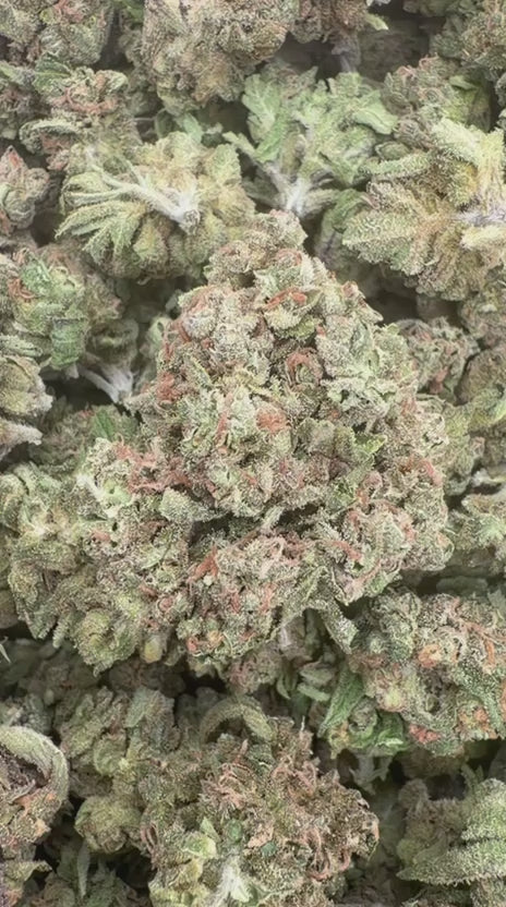 Pink Certz Minis - Bulk Minis - Indica