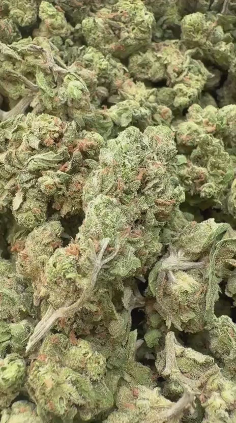 Double Dream Minis - Bulk Minis - Sativa