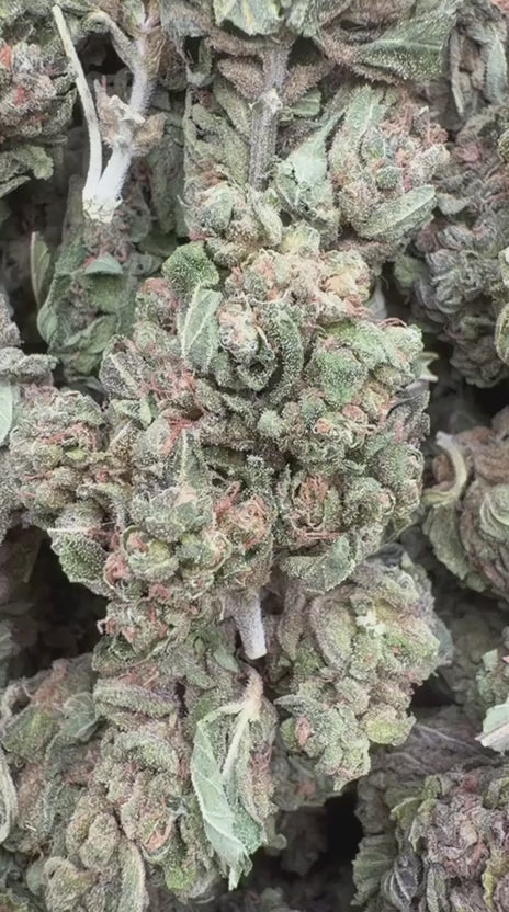White Gelato - Bulk - Indica