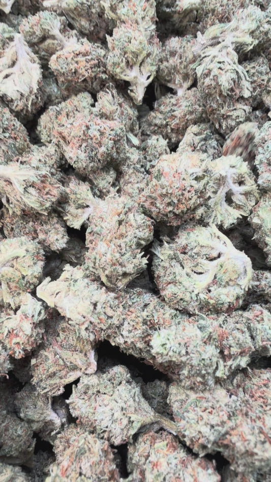 Super Jack Minis - Bulk Minis - Hybrid