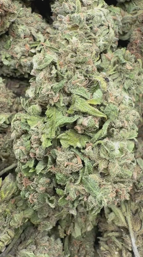 Berry White - Bulk - Hybrid