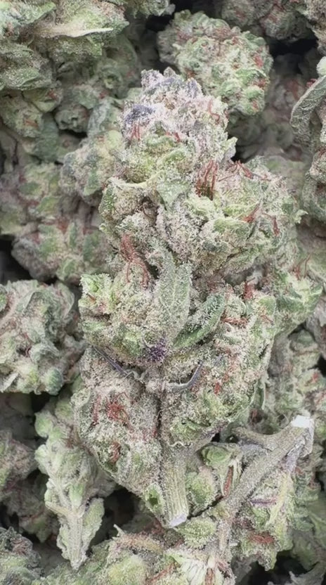 LA Kush Cake Minis - Bulk Minis - Indica
