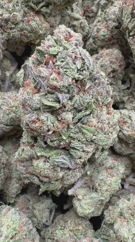 Runtz x Grease Monkey - Bulk - Indica