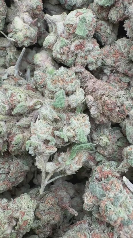 SinMint Cookies Minis - Bulk Minis - Indica