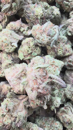 Butter Pina Minis - Bulk Minis - Indica