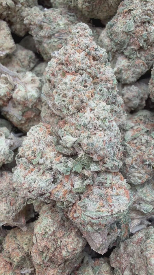 Papaya Runtz - Bulk - Hybrid