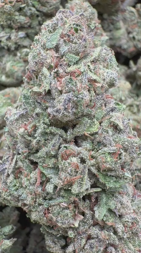 Jet Fuel Gelato - Bulk - Hybrid