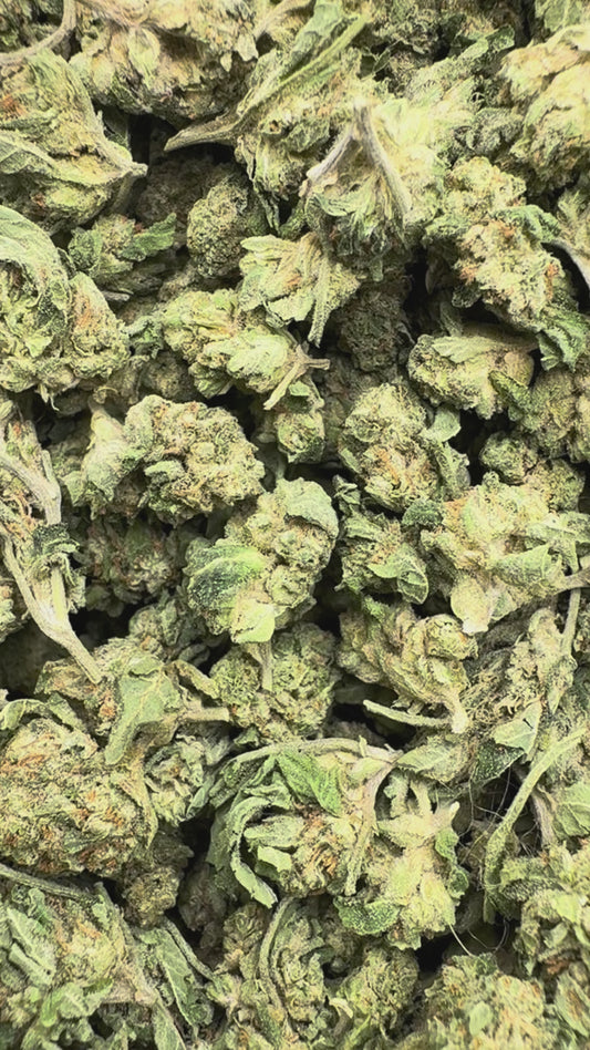 Hella Jelly Minis - Bulk Minis - Sativa