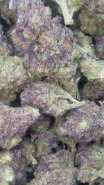 Gusher Runtz - Bulk - Hybrid