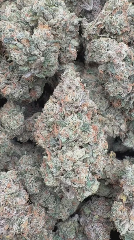 Toad Venom Indoor - Bulk - Hybrid