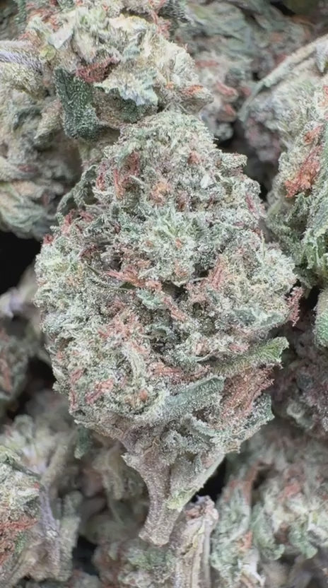 UK Cheese Minis - Bulk Minis - Hybrid