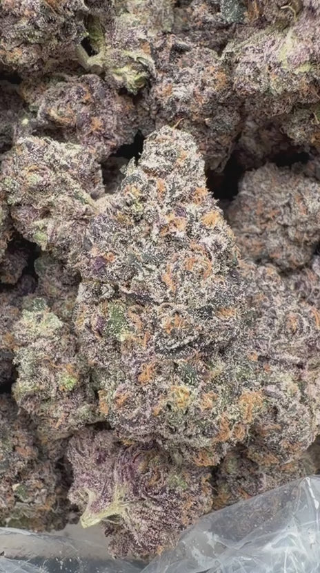Jealousy Indoor - Bulk - Hybrid
