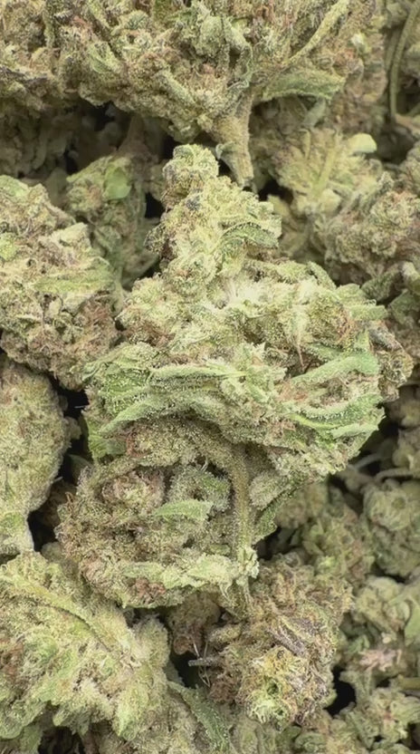 Elmer's Glue - Bulk - Hybrid