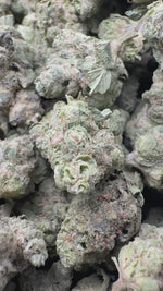 Hash Plant - Bulk - Minis (Indica)