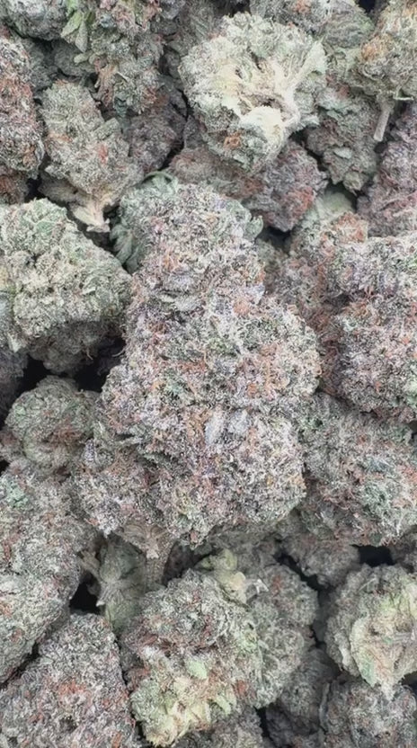 Ice Cream Cake Indoor - Bulk - Indica