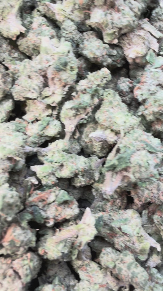 Citrus Kush Minis - Bulk Minis - Indica