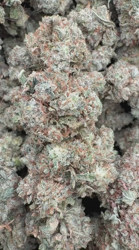 Elmer's Glue Indoor - Bulk - Hybrid