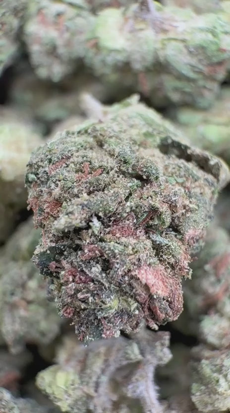 Gary Cherry Minis - Bulk Minis- Indica