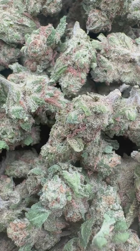 Blue Dream Minis - Bulk Minis - Sativa