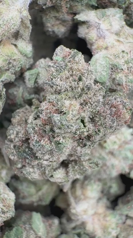 Sugar Cookies Minis - Bulk Minis - Indica