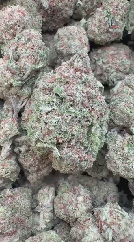 Lambs Bread - Bulk - Sativa