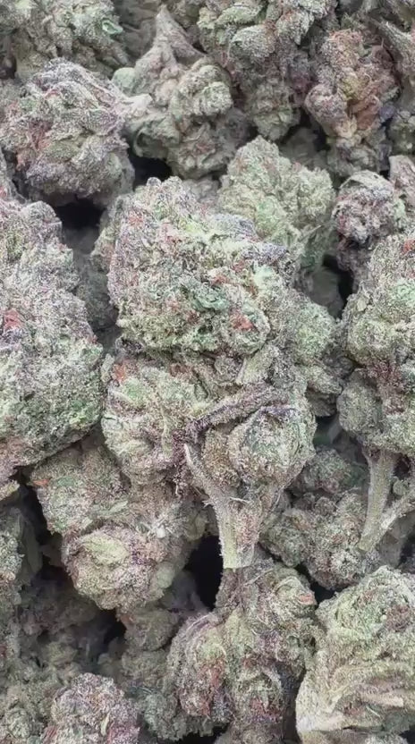 Gary Cherry - Bulk - Indica