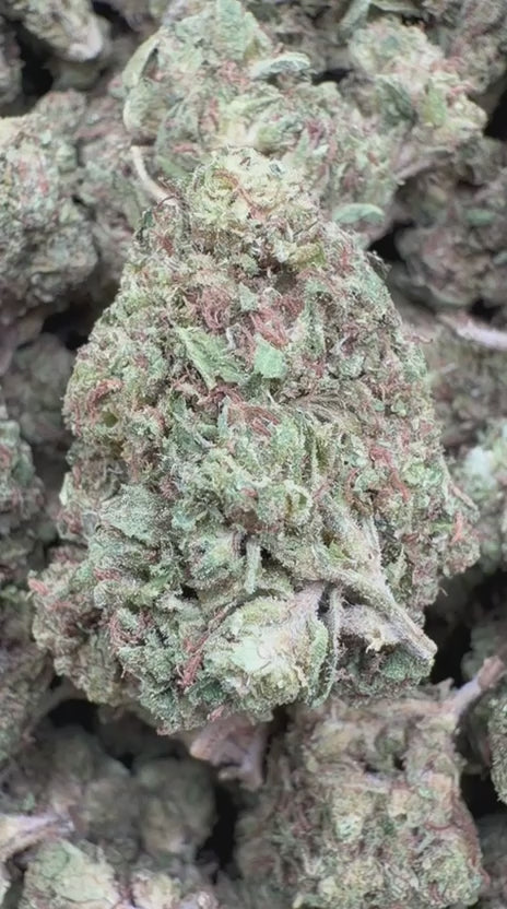Gelato Kush - Bulk - Indica