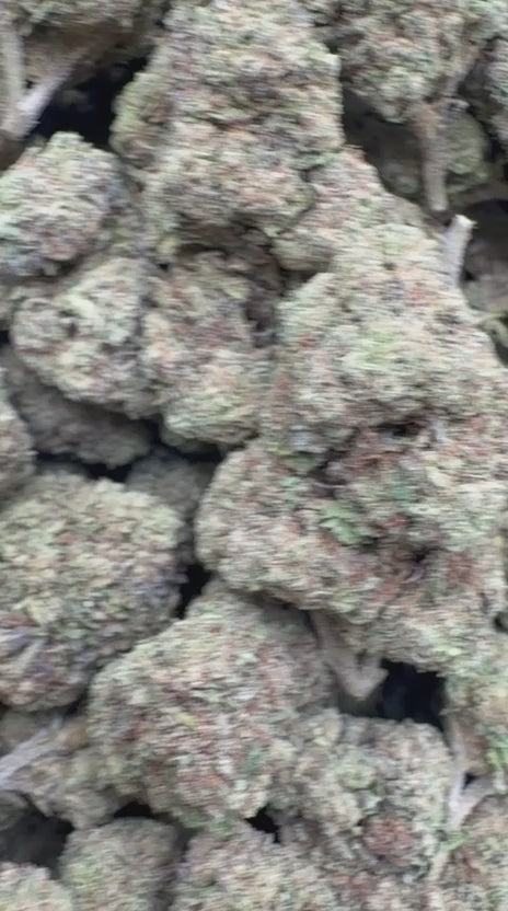 Gelato Kush - Bulk - Indica