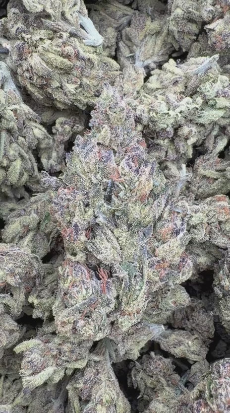 Cheetah Piss - Bulk - Hybrid