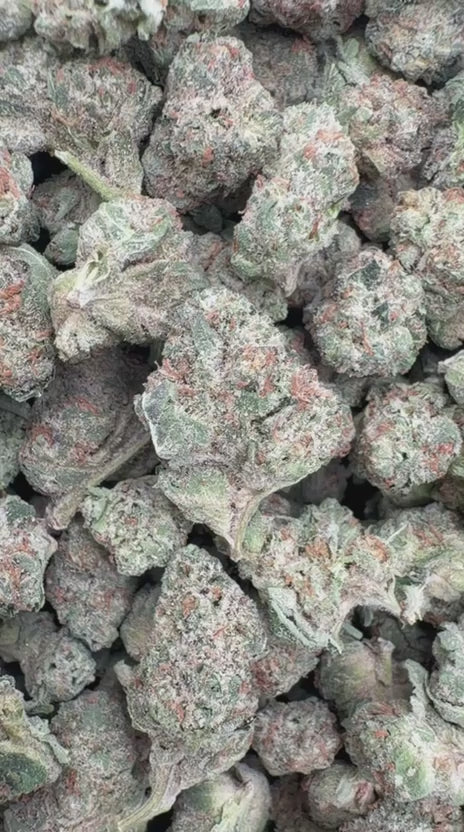 Lemon Sherbs Minis - Bulk Minis - Indica
