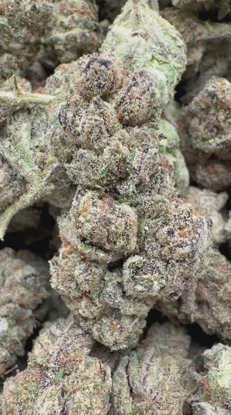 White Nerds Indoor - Bulk - Hybrid