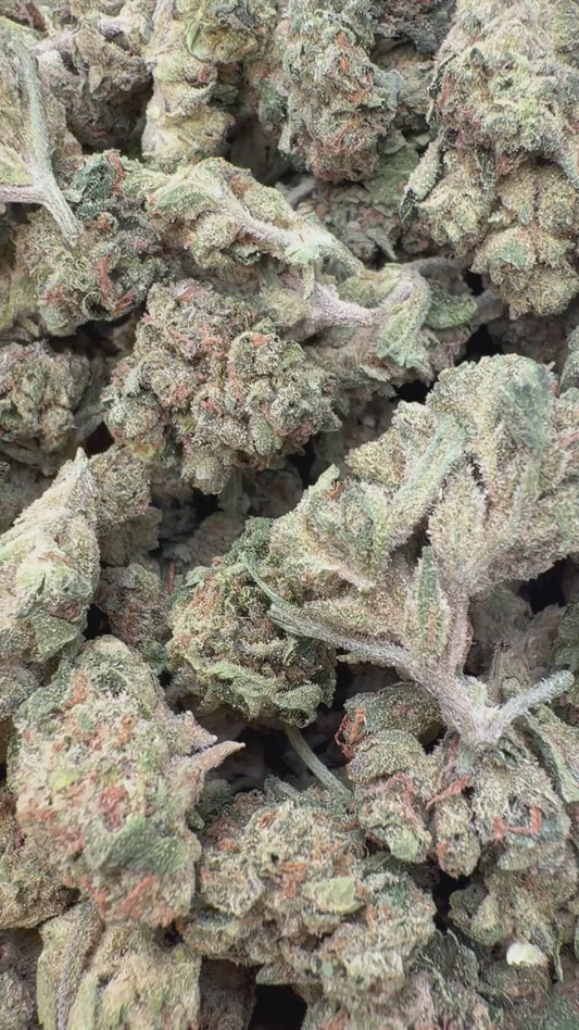 Berry Gelato Minis - Bulk Minis - Hybrid