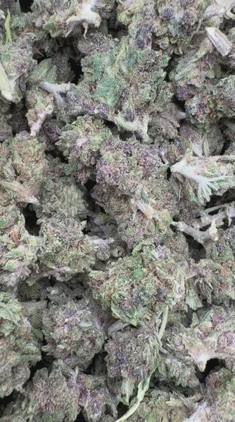 Purple Hindu Minis - Bulk Minis - Indica