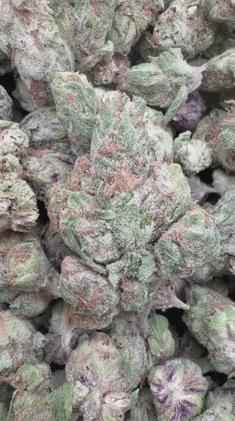 Wedding Crasher Minis - Bulk Minis - Indica