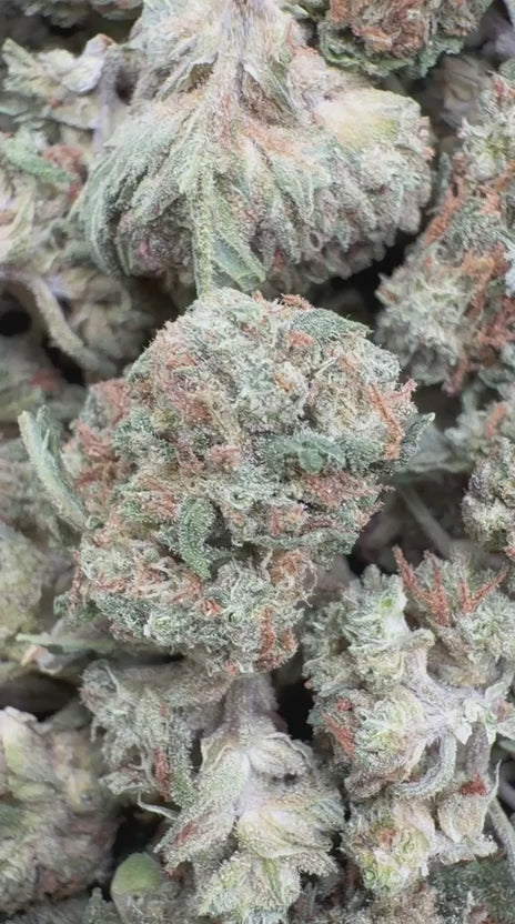 Apple Banana Minis - Bulk Minis - Hybrid