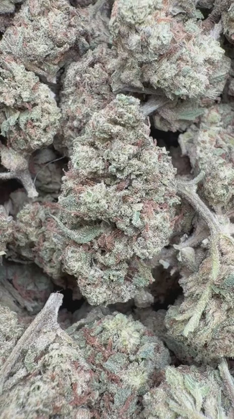 Burger Breath - Bulk - Indica