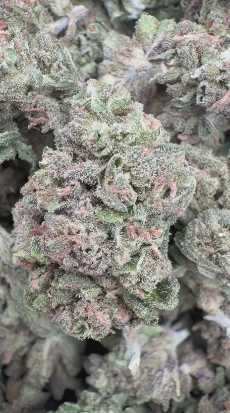 Fruity Pebbles OG Minis - Bulk Minis - Indica