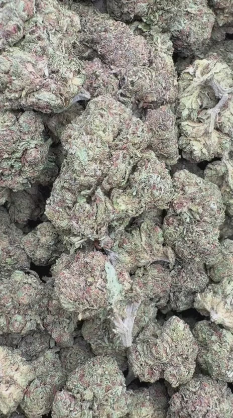 Jokerz - Bulk - Indica