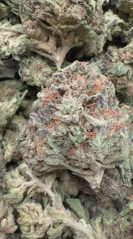Wedding Crasher - Bulk - Indica