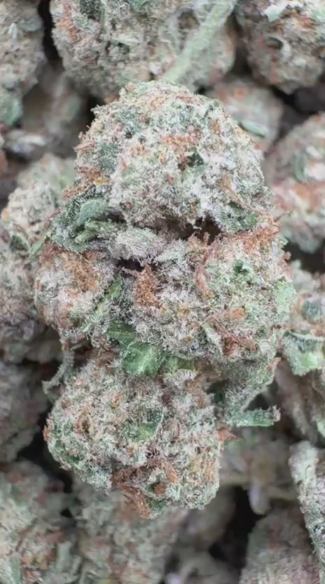 Lemonatti Minis - Bulk Minis - Sativa