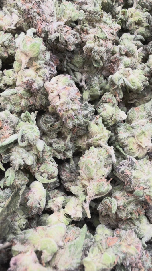 Durban Mintz Indoor Minis - Bulk Minis - Indica