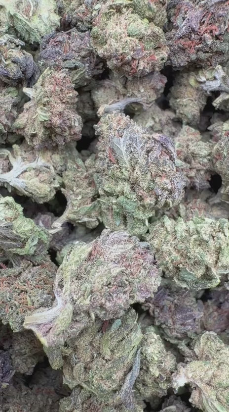 Strawberry Gelato Minis - Bulk Minis - Hybrid