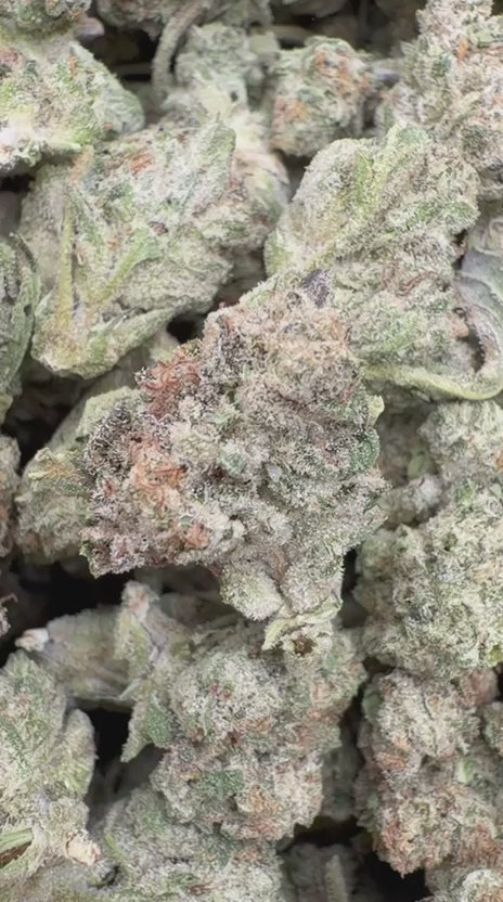 Truffle Minis - Bulk Minis- Indica