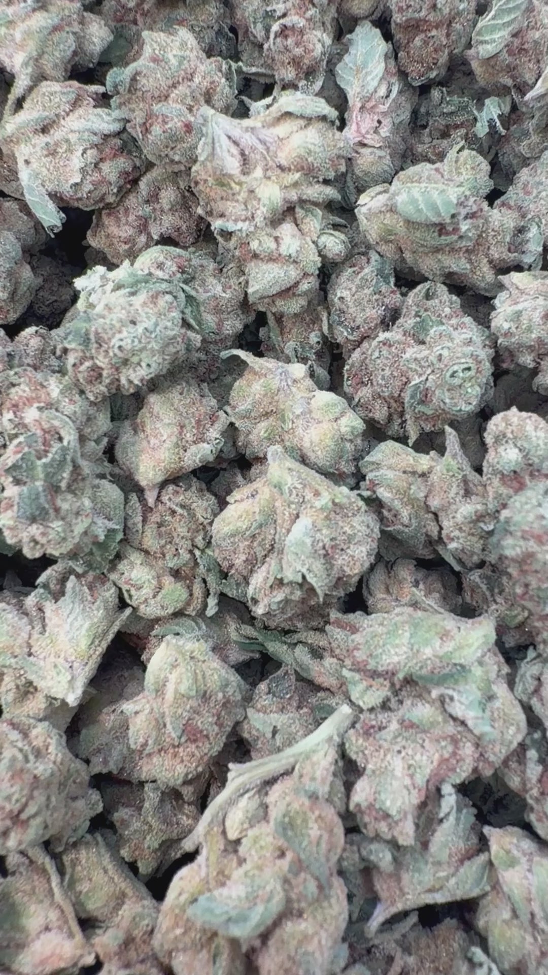 Banana Runtz Minis - Bulk Minis - Hybrid – Smoke Kind