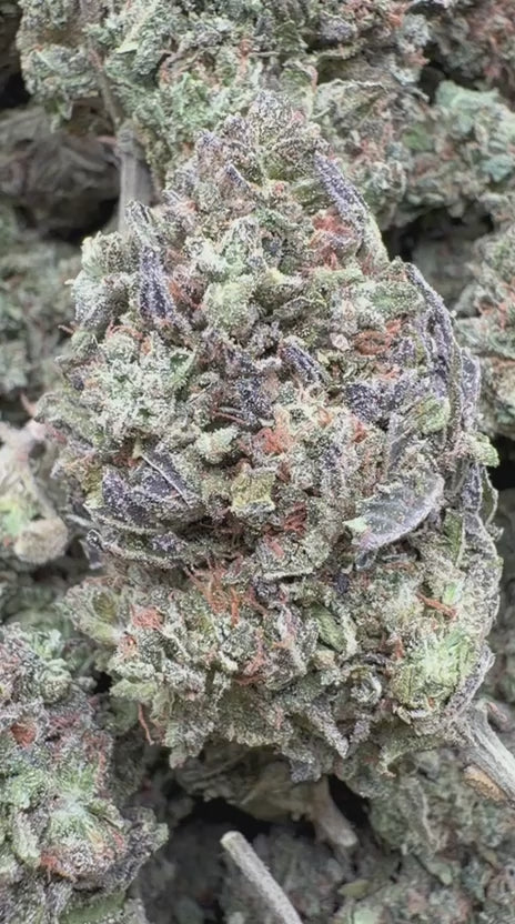 Biscotti Cake - Bulk - Hybrid