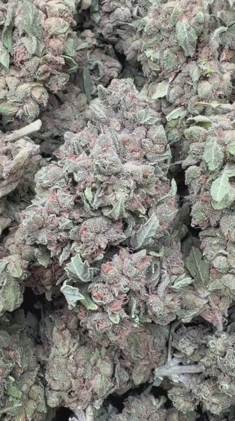 Acapulco Gold - Bulk - Sativa