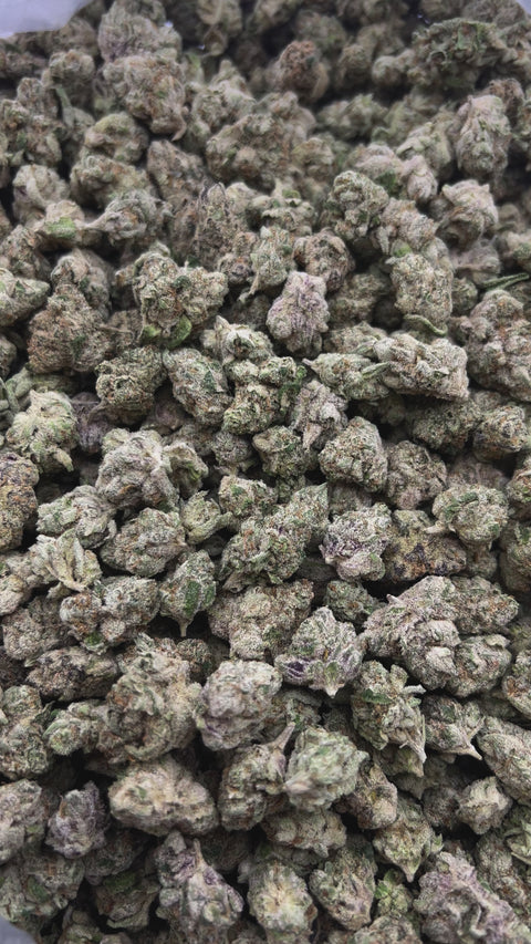 Grape Zkittles - Bulk - Minis (Hybrid)