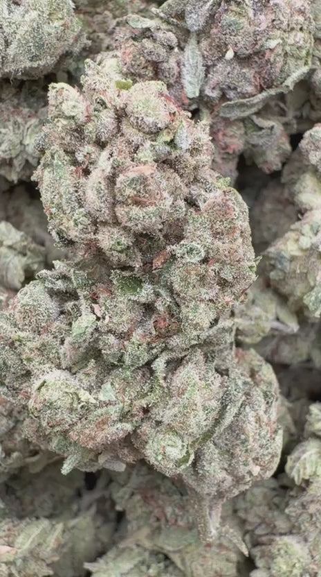Gorilla Glue - Bulk - Indica